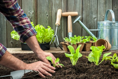A gardener's hands planting young leafy greens into rich, dark soil within a backyard garden. The garden features a neat, well-maintained lawn bordered by flower beds and a wooden fence in the background. Gardening tools such as a small trowel, hand rake, and watering can are arranged on a rustic wooden surface nearby. The scene is set outdoors on a clear day, with natural light highlighting the vibrant green of the plants and the texture of the soil, reflecting professional garden maintenance and landscaping activities familiar to local clients. The garden layout includes a combination of cultivated vegetable patches and landscaped borders, typical of outdoor spaces managed by local landscapers like Landscapers Peckham, providing a natural connection to gardening and lawn care services in the Peckham area.