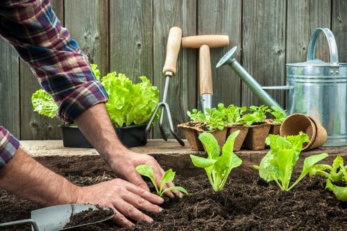 A close-up view of a person gardening in an outdoor backyard space, with hands planting young lettuce and other leafy greens into rich, dark soil. In the background, there is a weathered wooden fence, along with various gardening tools such as a trowel, watering can, and small pots, indicating active cultivation and outdoor maintenance. The garden bed is arranged with a mix of seedlings and prepared soil, suggesting ongoing vegetable gardening. The scene is set in natural daylight, highlighting the vibrant green of the new plants and the textured surface of the soil, typical of a well-maintained outdoor space in Peckham. This image illustrates backyard gardening activities, suitable for professional landscaping and garden care services by Landscapers Peckham, focusing on small-scale vegetable plots or urban garden transformations.