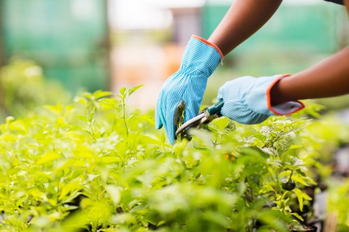 The image shows a gardener wearing blue protective gloves using pruning shears to trim or shape green shrubbery in a well-maintained garden, likely in Peckham. The focus is on the gardener’s hands and the healthy, lush foliage of the bushes, with a blurred background of a greenhouse or garden structure and other plants. The garden features dense green shrubbery with vibrant leaves, and the setting appears to be outdoors on a bright, sunny day, illuminating the foliage naturally. The scene reflects typical outdoor gardening and shrub maintenance activities, aligning with services offered by firms such as Landscapers Peckham, who specialise in garden care, pruning, and outdoor landscaping. This detailed environment emphasizes the importance of proper garden upkeep, highlighting a clean, organized, and well-cared-for outdoor space suitable for professional landscaping and gardening services, especially in the Peckham area. The image underscores the importance of garden pruning in maintaining healthy, attractive green spaces within residential outdoor environments.
