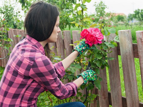 A woman wearing a pink and purple checkered shirt and colorful gardening gloves tends to a lush garden in a residential outdoor space. She is leaning forward, carefully pruning or inspecting a vibrant pink flowering shrub situated along a wooden fence composed of vertical slats, which are weathered and light brown in colour. The garden features a well-maintained grass lawn in the foreground, with the shrubbery and plants behind the fence, including a mix of green foliage and flowering plants. In the background, there are additional trees and a glimpse of a suburban neighbourhood, suggesting a peaceful back garden environment typical of residential gardens in Peckham or nearby areas. The scene appears to be during daylight hours with natural lighting, and the overall setting exemplifies a well-kept outdoor space suitable for gardening and landscaping services by Landscapers Peckham, with the natural tones and tidy layout reflecting professional garden maintenance.