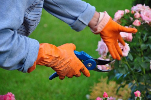A close-up view of a gardener wearing orange waterproof gloves and a light blue long-sleeved shirt, trimming a pink flowering shrub with small, densely packed blossoms using a pair of compact pruning shears. The garden features a well-maintained lawn with lush green grass in the background, alongside other plants and flower beds with rich soil and natural mulch. The scene is set outdoors on a bright, slightly overcast day, highlighting the healthy foliage and vibrant colours typical of a landscaped garden in Peckham. This image illustrates professional gardening practices, such as pruning and plant maintenance, relevant to local landscaping services offered by Landscapers Peckham.