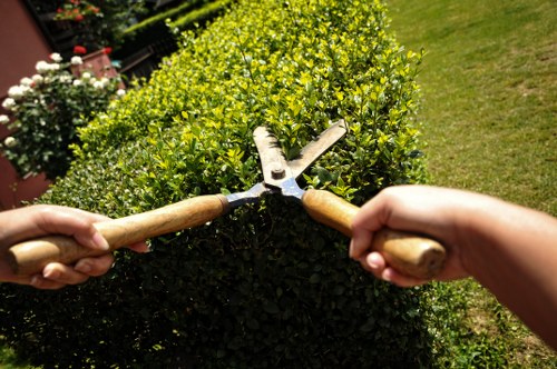 A close-up view of a neatly trimmed, dense, green hedge in a residential garden, with two hands holding garden pruning shears that are actively trimming the top of the shrub. The background reveals a well-maintained lawn with vibrant green grass and additional garden plants and flowers, indicating a tidy outdoor space typical of gardens in Peckham. The lighting suggests a sunny day, highlighting the natural tones of the foliage and the textures of the hedge and lawn. The scene emphasizes garden maintenance activities, consistent with gardening services offered by Landscapers Peckham in South London, focusing on hedge trimming and outdoor beautification.