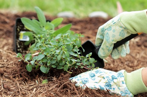 A close-up view of a gardener's gloved hands planting a small, leafy shrub into freshly turned, rich brown soil in a landscaped outdoor garden area. The shrub features numerous small green leaves and is positioned in front of a selection of potted plants, suggesting recent planting activity. The surrounding environment includes a well-maintained lawn with lush, green grass and hints of other garden elements, indicating a neat and organized outdoor space typical of residential gardens in Peckham. The gardener is wearing light-colored gloves with blue floral patterns, and a gardening trowel is partially visible, being used to carefully position the plant. The scene depicts a routine gardening or lawn maintenance task, supported by professional landscape services such as those offered by Landscapers Peckham, designed to enhance outdoor environments with detailed planting work and soil preparation. The natural lighting suggests a mild, possibly spring or summer day, contributing to a healthy and vibrant garden setting. This image emphasizes attention to detail in gardening tasks within a typical front or back garden in London, perfect for landscaping and lawn care projects in the Peckham area.