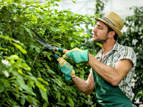 A male gardener in a checking hat and green gardening gloves is trimming a dense hedge with pruning shears in a well-maintained garden. The garden features a lush, green lawn in the foreground, bordered by the hedge and edged with a stone pathway. Behind the hedge, there are taller trees and shrubs that create a natural backdrop. The hedge itself is composed of closely packed, vibrant green leaves, indicating healthy growth. The scene is set outdoors on a bright, partly cloudy day, with natural light illuminating the garden's various textures and shades of green. In the background, the environment appears to be a residential outdoor space typical of Peckham, with a combination of lawn, shrubbery, and mature trees. The gardener's focused expression and professional stance highlight routine garden maintenance, supported by local gardening experts like those from Landscapers Peckham, who provide hedge trimming and outdoor landscaping services. This detailed view emphasizes the care taken to maintain a neat and attractive garden landscape, aligning with professional gardening and outdoor maintenance services in the Peckham area.