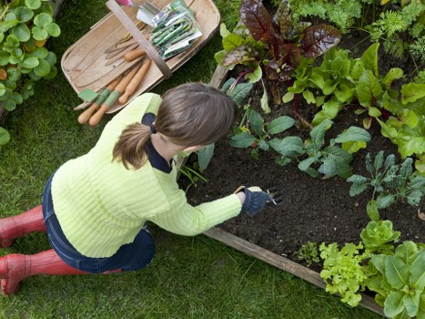 A person kneeling on a well-maintained grass lawn in a garden, tending to a rectangular flower bed filled with a variety of leafy plants, including dark red, green, and lighter green foliage. The garden area features a wooden border around the flower bed, separating it from the lush grass. The individual is wearing a bright yellow sweater, dark gloves, and red waterproof boots, focusing on planting or weeding in the soil. To the side, there is a wooden tray with gardening tools and supplies, indicating active gardening work. The outdoor setting suggests a landscaped yard, possibly in Peckham, with natural sunlight illuminating the scene and gentle weather conditions suitable for garden maintenance, supporting local gardening services such as those offered by Landscapers Peckham.
