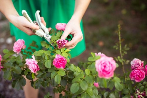 A person wearing a green outdoor jacket is trimming a flowering rose bush with pink blooms in a well-maintained garden, with the focus on their hands and the pruning shears. The rose bush has vibrant green leaves and multiple pink flowers, some in full bloom and others budding. In the background, there are additional plants and a patch of soil, indicating a cultivated outdoor garden space. The garden features neatly pruned shrubbery and a tidy landscape, reflecting regular gardening maintenance. The lighting suggests a bright, possibly overcast day, with natural light evenly illuminating the scene. This image emphasizes garden care activities suited for professional landscaping and gardening services, such as pruning and shrub maintenance, typical of a residential outdoor space in Peckham or similar areas within south London, highlighting the importance of garden upkeep in local gardening services.