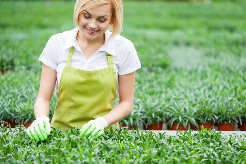 A young woman with short blonde hair, wearing a white shirt, a green apron, and gardening gloves, is working in a well-maintained garden nursery or plant nursery in Peckham. She is tending to a dense, low-growing green plant with small leaves, which is arranged in neat, evenly spaced rows on a raised wooden bed. The background shows additional rows of similar plants and lush greenery, set in an outdoor garden space with natural daylight and soft weather conditions, suggesting a mild or warm day. The garden area appears organized with a focus on sustainable planting and garden care, indicative of services offered by Landscapers Peckham in the South London area. The scene emphasizes careful plant handling and outdoor gardening work, highlighting professional gardening practices suitable for urban or community garden settings in Peckham.