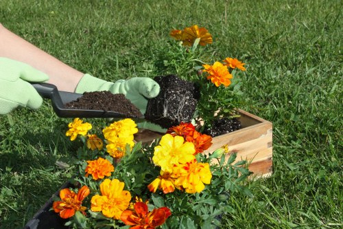 A gardener wearing light green gloves is planting a vibrant marigold flower into a rectangular wooden planter box filled with dark soil. The planter, situated on a well-maintained lawn, contains a variety of colourful flowers including bright yellow and orange marigolds, contrasting with the green grass and foliage nearby. The scene is outdoors, with natural daylight illuminating the scene, emphasizing the lush greenery and freshly planted flowers. This image exemplifies outdoor garden care and planting activities typical of landscaping and gardening services provided by companies such as Landscapers Peckham in the south-east London area, supporting sustainable gardening practices and local outdoor maintenance efforts.