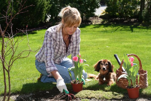 A woman wearing a checkered shirt and light blue jeans is kneeling on a well-maintained lawn in a garden, planting pink tulips from small pots into the soil bed. She is wearing gardening gloves and appears focused on her task. Nearby, a small brown and white puppy rests on the grass, observing the gardening activity. The garden features a neatly edged flower bed with dark fertile soil, surrounded by lush green grass, bordered by shrubs and small trees. In the background, a larger tree casts shade over part of the yard, with more greenery and flowering plants visible. To the right, a woven wicker basket and additional flower pots with blooming tulips suggest ongoing gardening efforts. The scene is illuminated by natural daylight, indicating fair weather, and the setting reflects a well-kept outdoor space suitable for gardening and outdoor maintenance activities by Landscapers Peckham in South London.