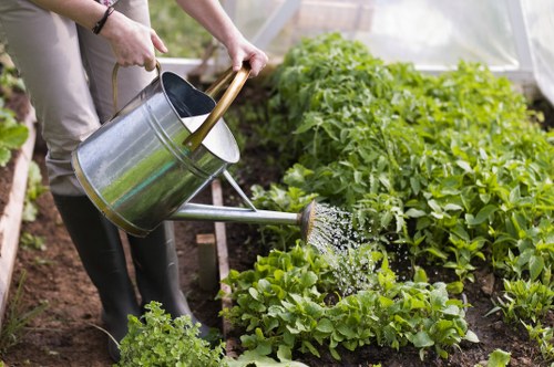 The image depicts a person watering a neatly maintained vegetable garden with a silver watering can. The garden features a variety of lush green leafy plants, possibly including lettuce and herbs, arranged in organized rows or beds. The soil is dark and well-cultivated, indicating active gardening or recent planting activity. In the background, there are taller green plants that could be growing vegetables or ornamental shrubs, with a light-colored, semi-transparent greenhouse or polytunnel structure providing a controlled environment for gardening. The scene is set outdoors under natural daylight, suggesting a calm and productive gardening session, which aligns with gardening services offered by companies like Landscapers Peckham serving South London communities such as Peckham. The overall setting reflects a healthy, vibrant outdoor space suitable for gardening and landscape improvements, supporting the natural connection between outdoor maintenance and professional garden renovation services.