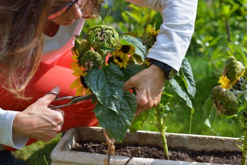 A detailed view of a gardener's hands tending to a large leafy plant in a rectangular concrete planter, with dark, moist soil visible at the base. The gardener, wearing a white long-sleeve shirt and a black watch, is carefully supporting the plant's stems, which feature yellow and brown flowers, possibly sunflowers or similar flowering plants. The surrounding garden area includes lush green foliage and other plant stems in the background, suggesting a well-maintained outdoor space typical of residential gardens in Peckham. The overall scene is lit by natural daylight, indicating a clear day, with the focus on the nurturing and planting process characteristic of professional gardening services offered by Landscapers Peckham in the local area. The environment appears vibrant and healthy, suitable for enhancing gardens with planting and landscaping efforts that complement the outdoor aesthetic.